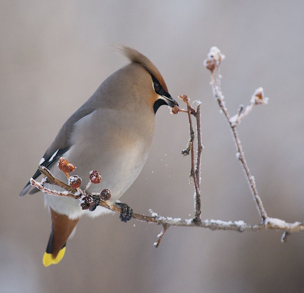 Свиристель