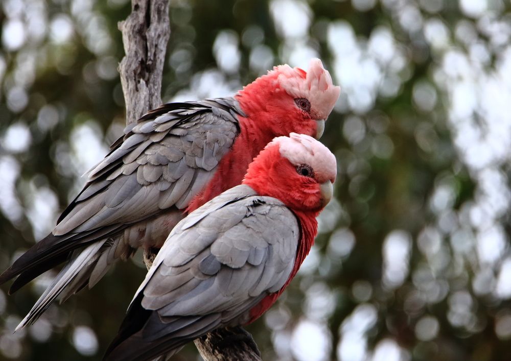 Galahs
