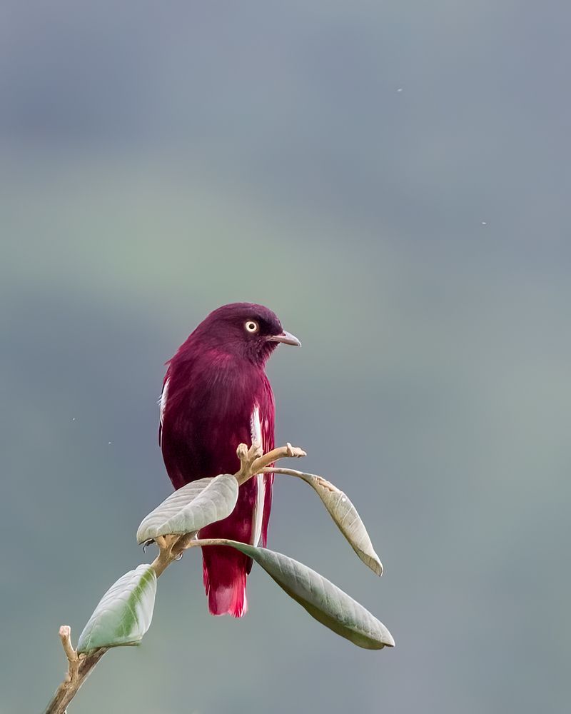Pompadour Cotinga - Amazonia, Brazil