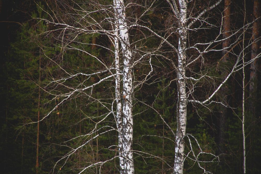 Photograph by Yulia Pasechnaia