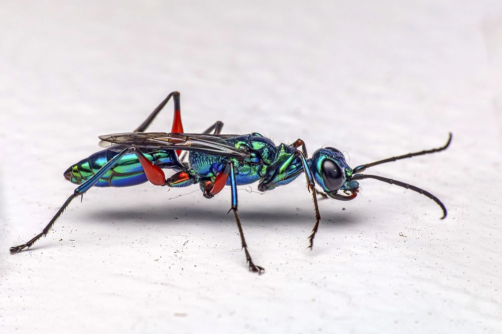 Фотография автора NeCoTi ChonTin