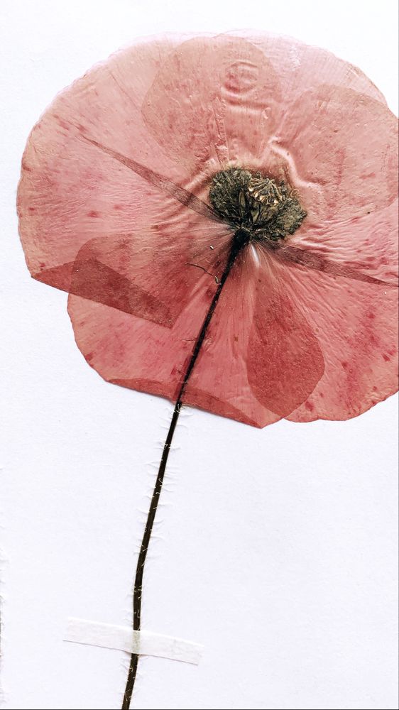 poppy herbarium