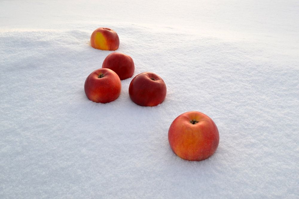 Яблоки на снегу