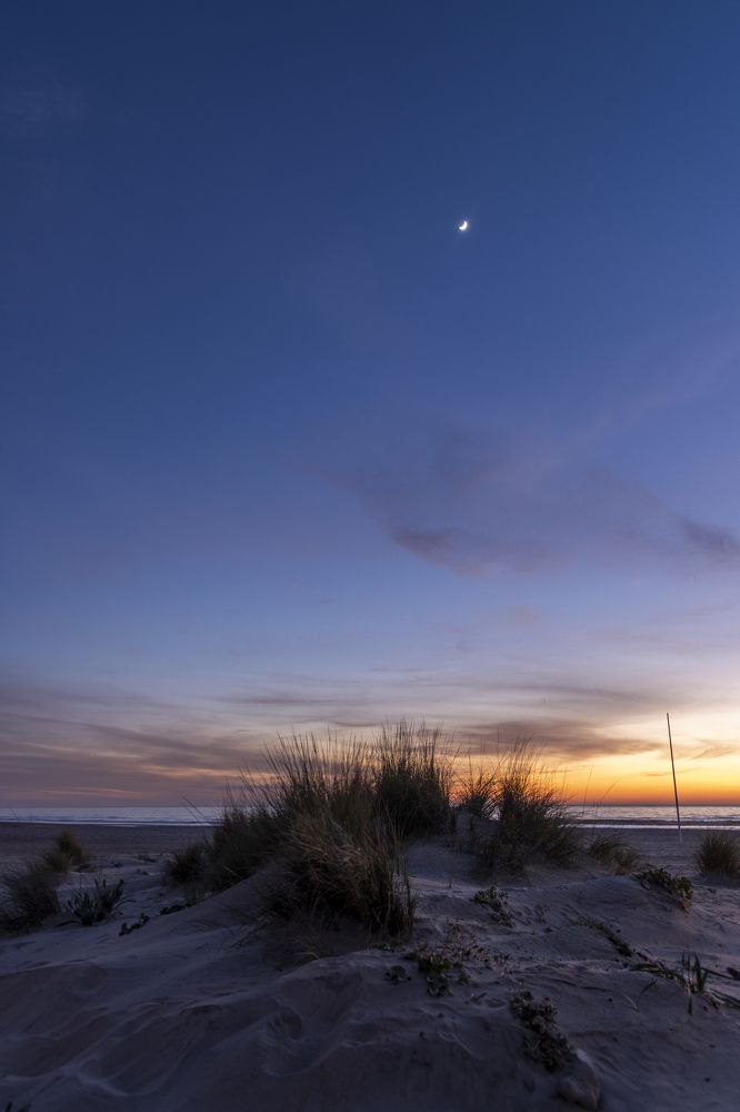 Juncos y luna