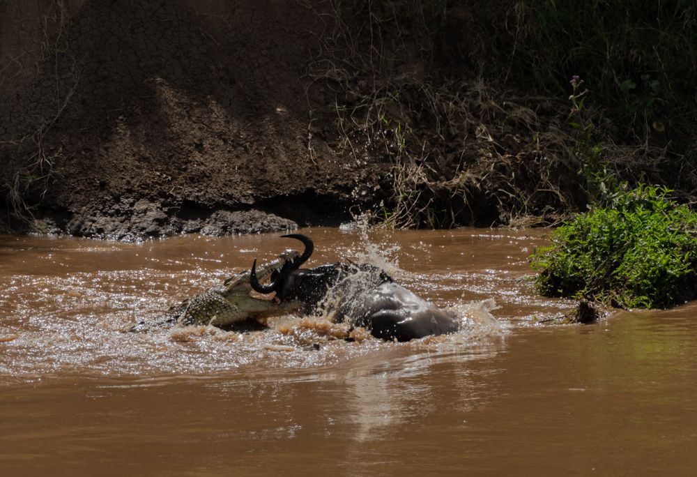 Fate of Wildebeest!