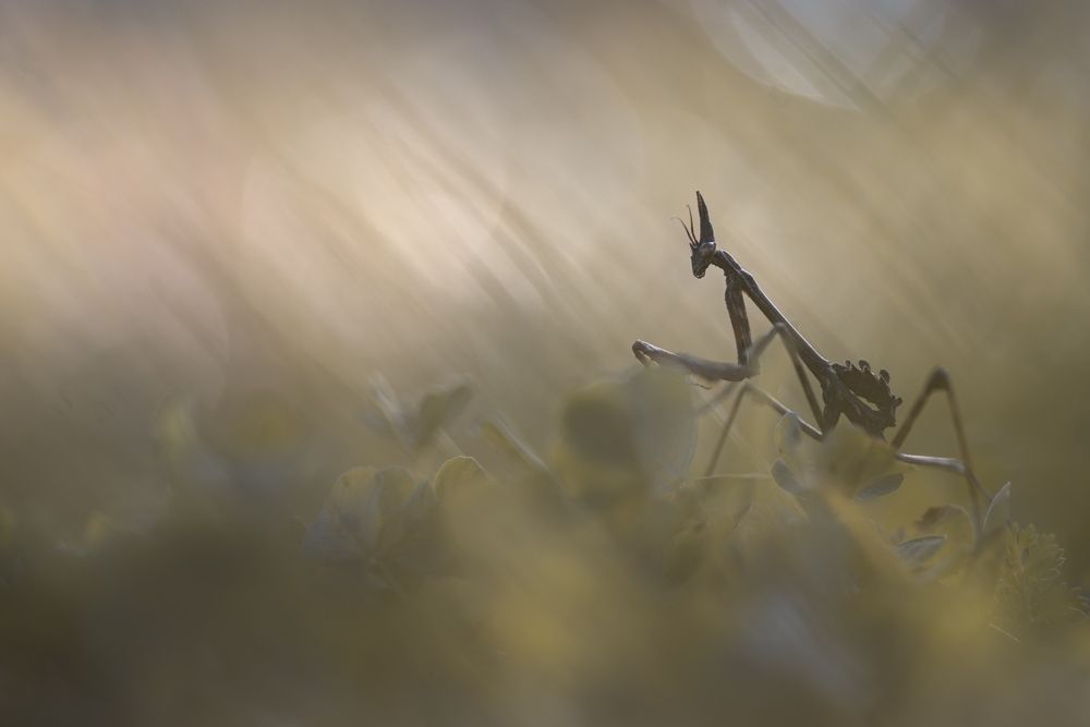 Photograph by Sébastien Blomme