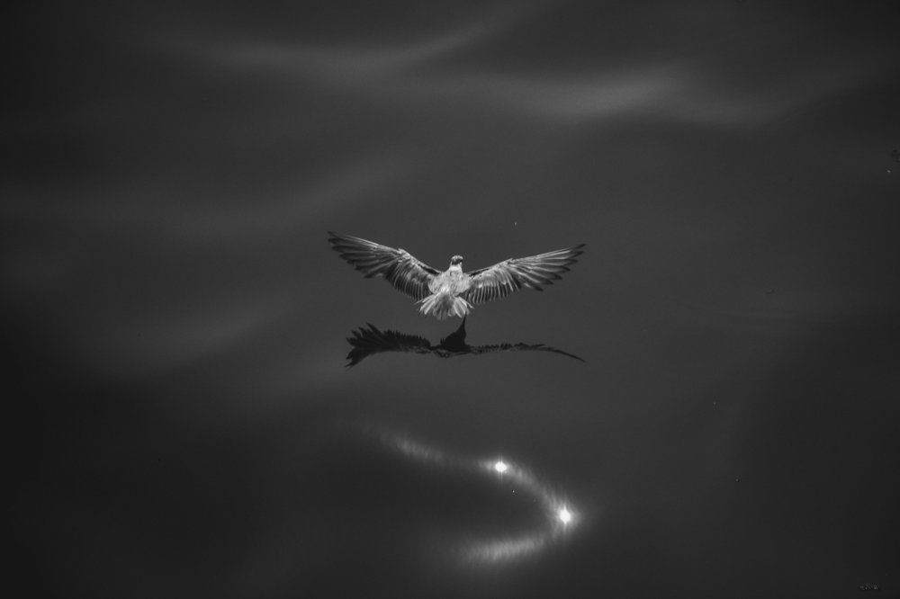 Photograph by Morteza Ghanbari