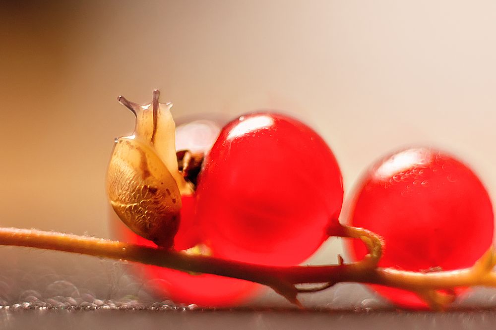 Photograph by Evgeniya Glinskaya