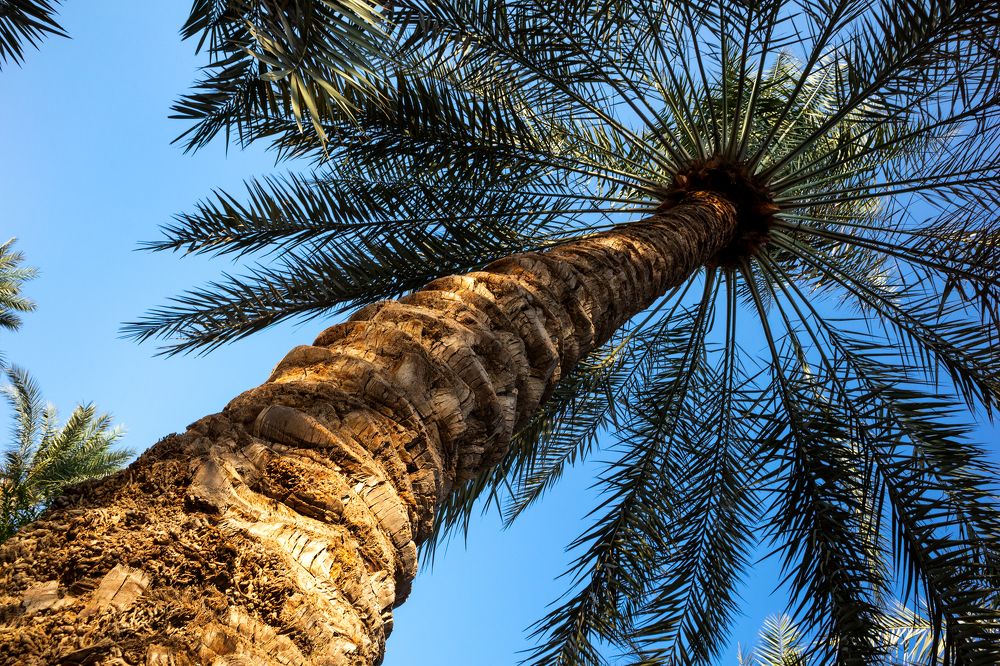 A day in the date palms farm