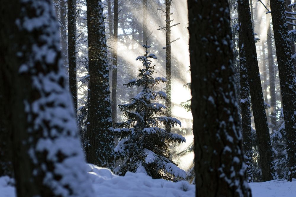 Photograph by Rolandas Valančauskas