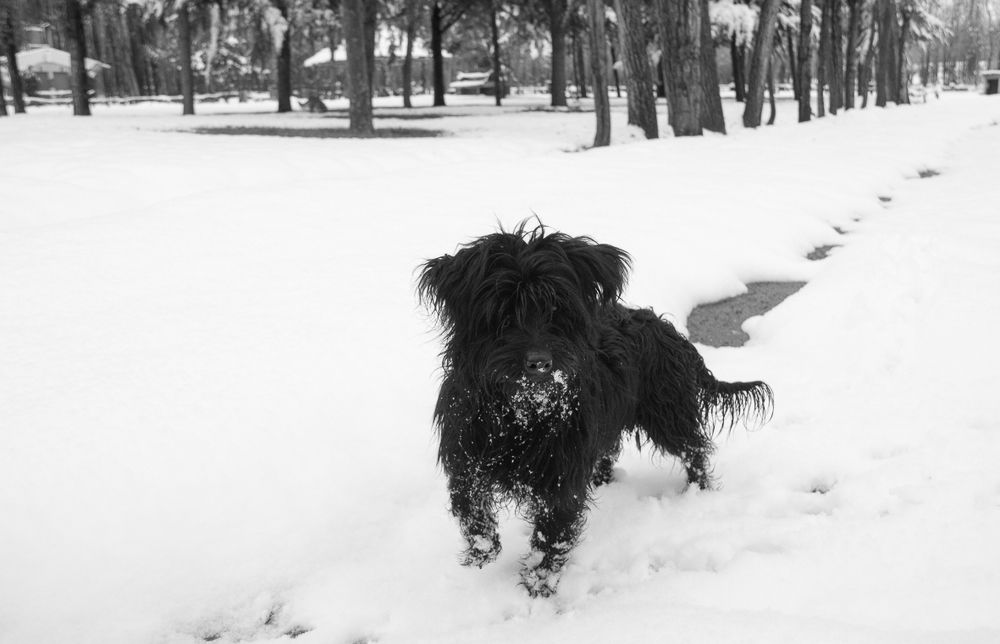 Photograph by Daniel Cascon Treo