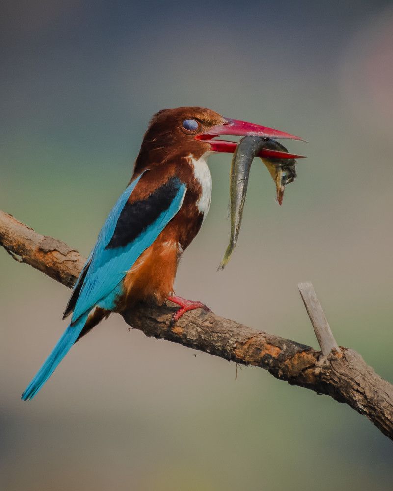 A Nictitating Hunter
