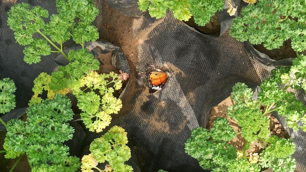 Фотография автора Aditya Aryan