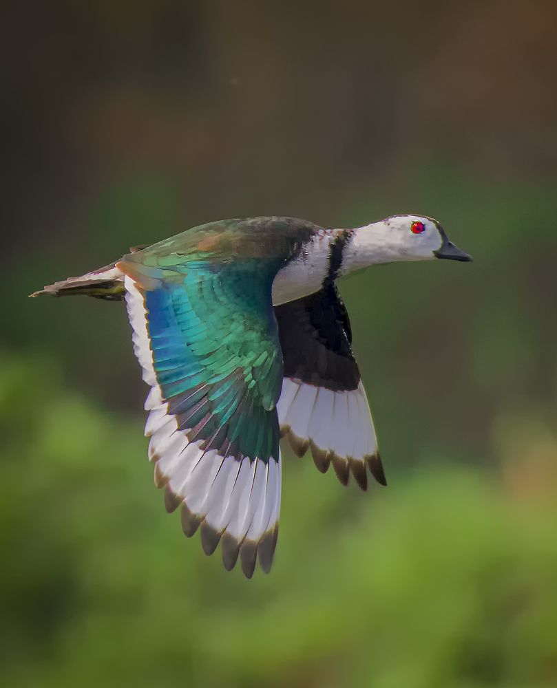 A Colourful Flight