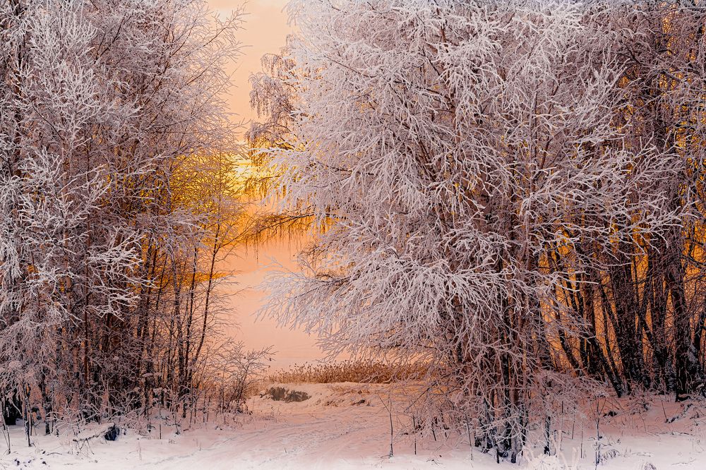 Свет нового дня