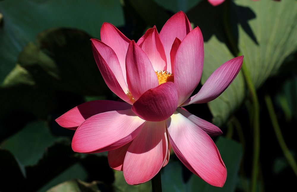 А symbol of purity and nobility (Символ чистоты и благородства)