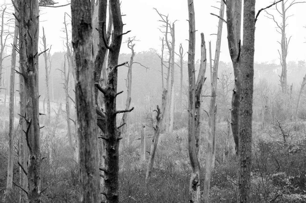 Photograph by Rolandas Valančauskas