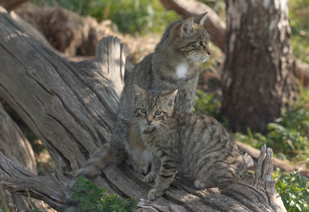 Scottish Wildcats