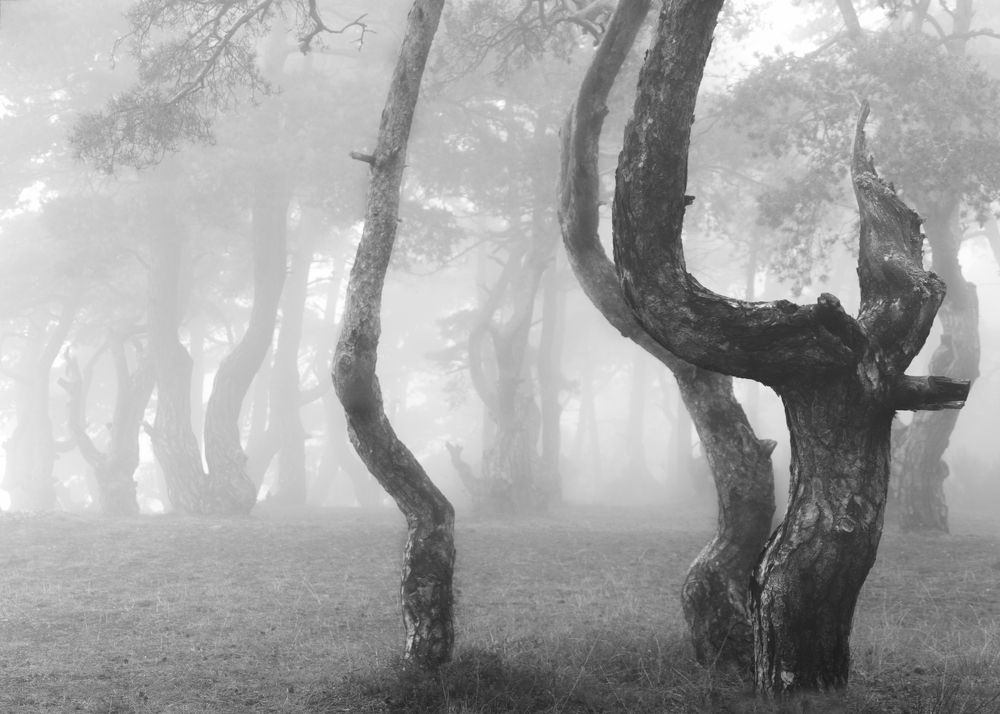Misty Trees