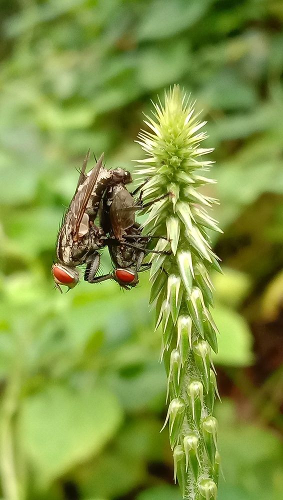 Photograph by Cronia panja