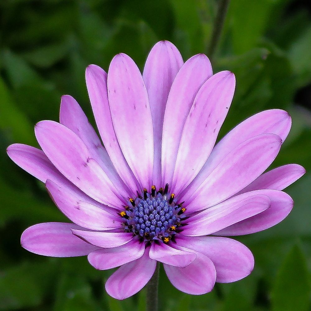 Photograph by Cristina César