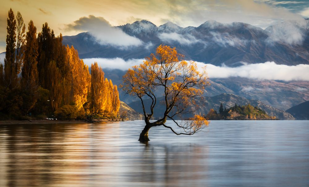 That Wanaka Tree