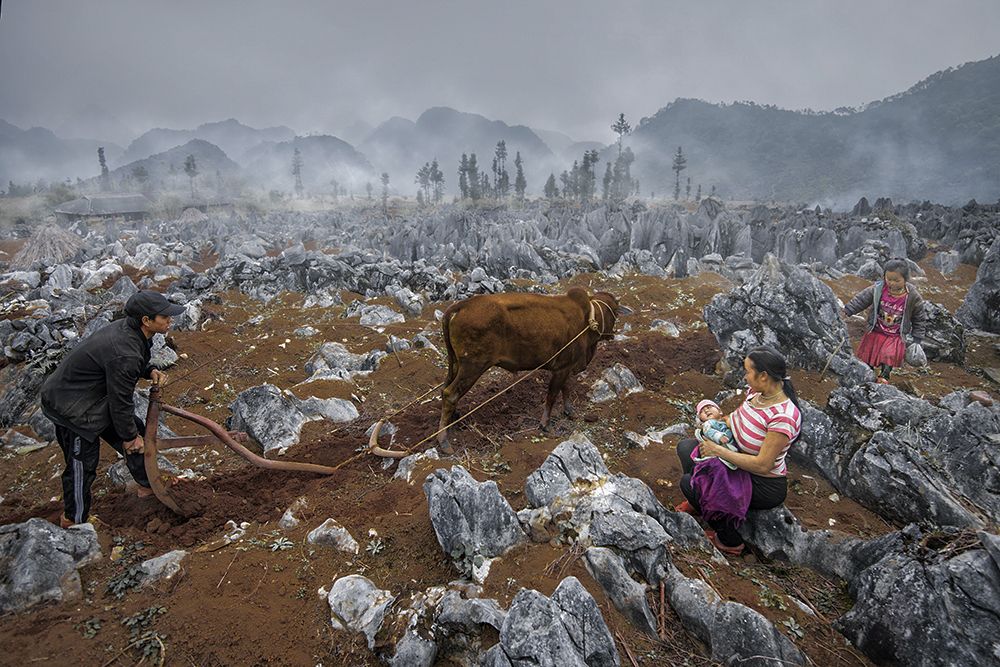 CAY TREN CAO NGUYEN DA