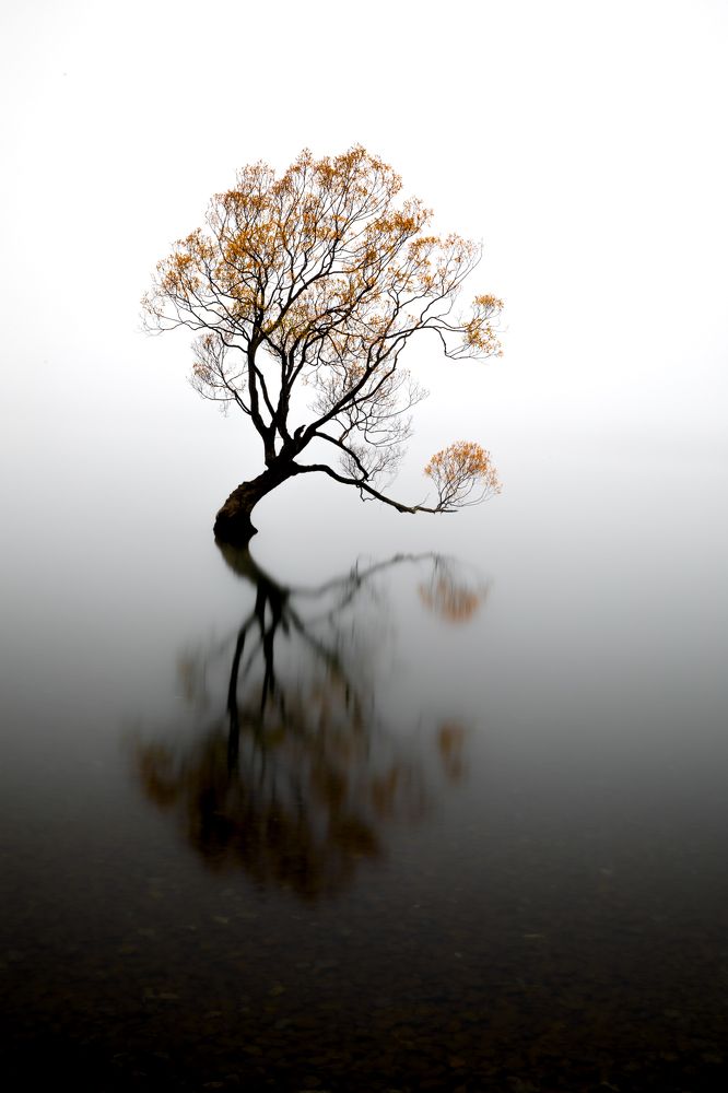Misty Wanaka Tree