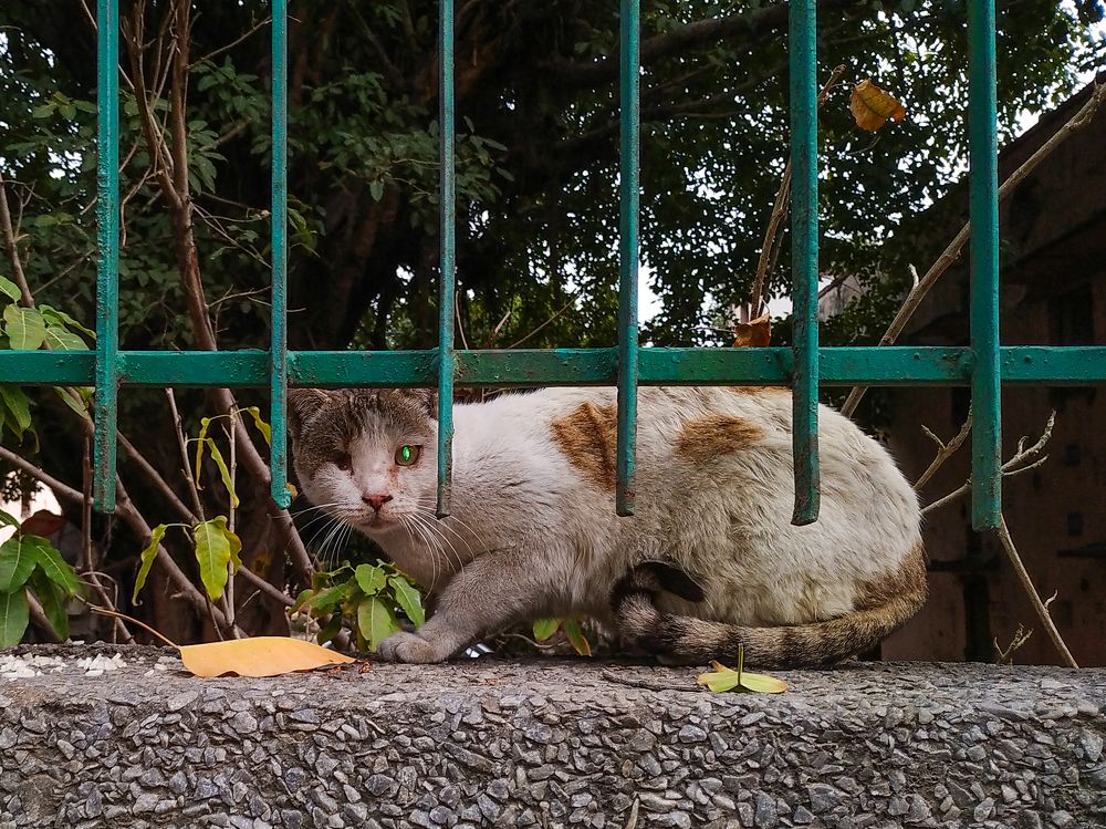 Photograph by Mohit Kumar Meena