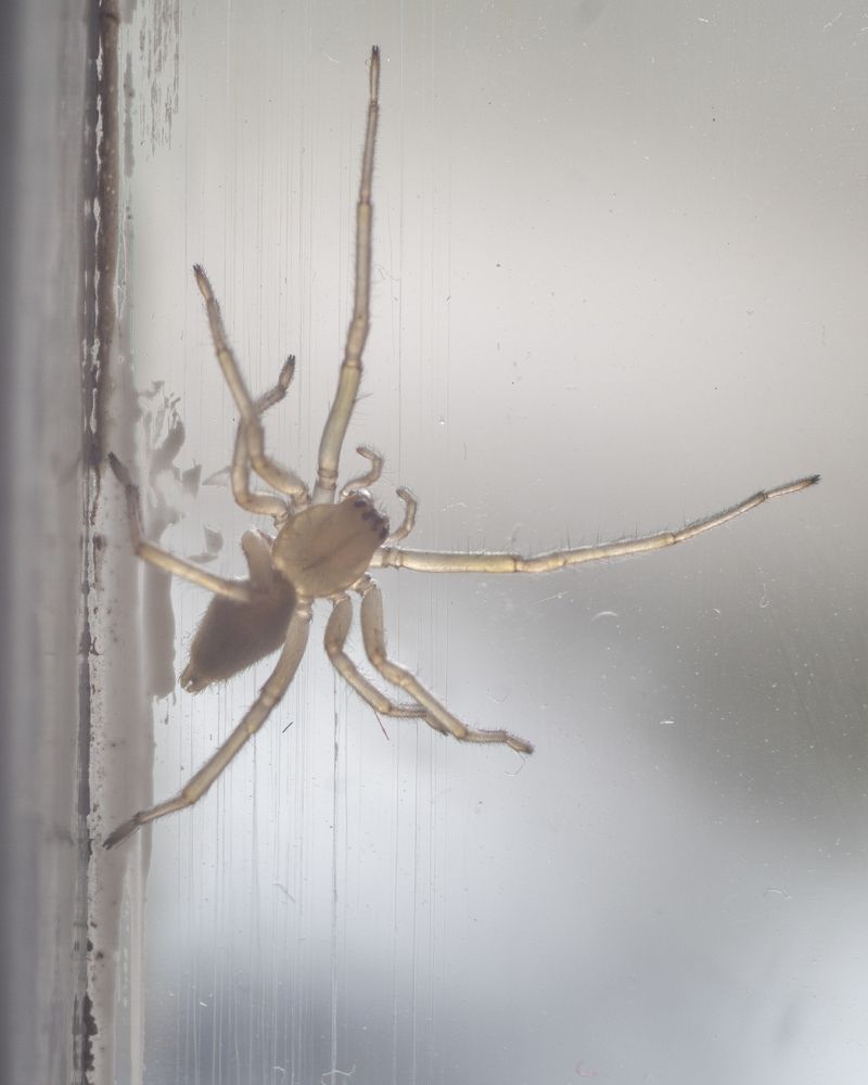 Зимовье пауков