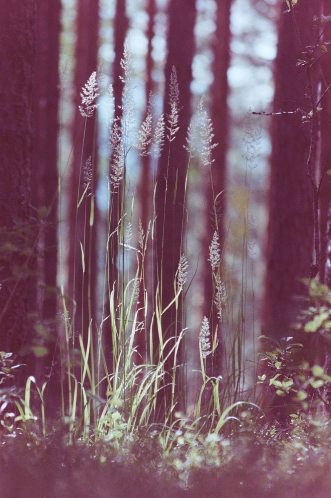Photograph by Aleksandra Avdonina