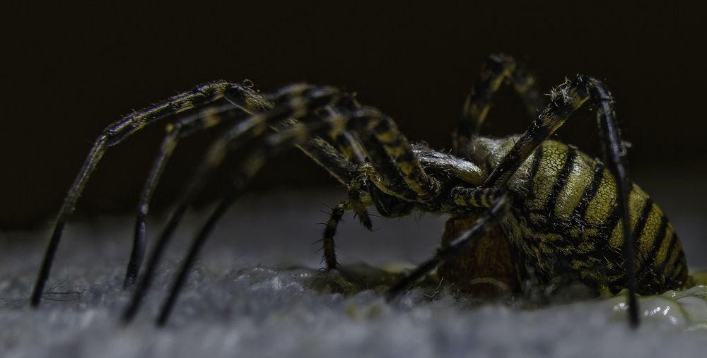 Photograph by Igor Tourovski