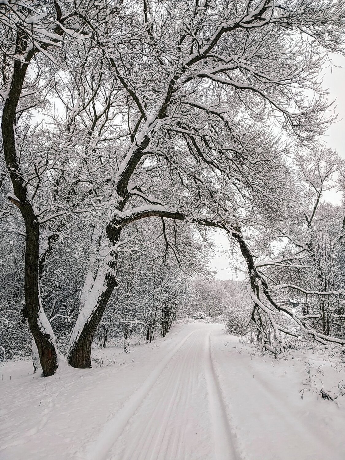 Зимний сон