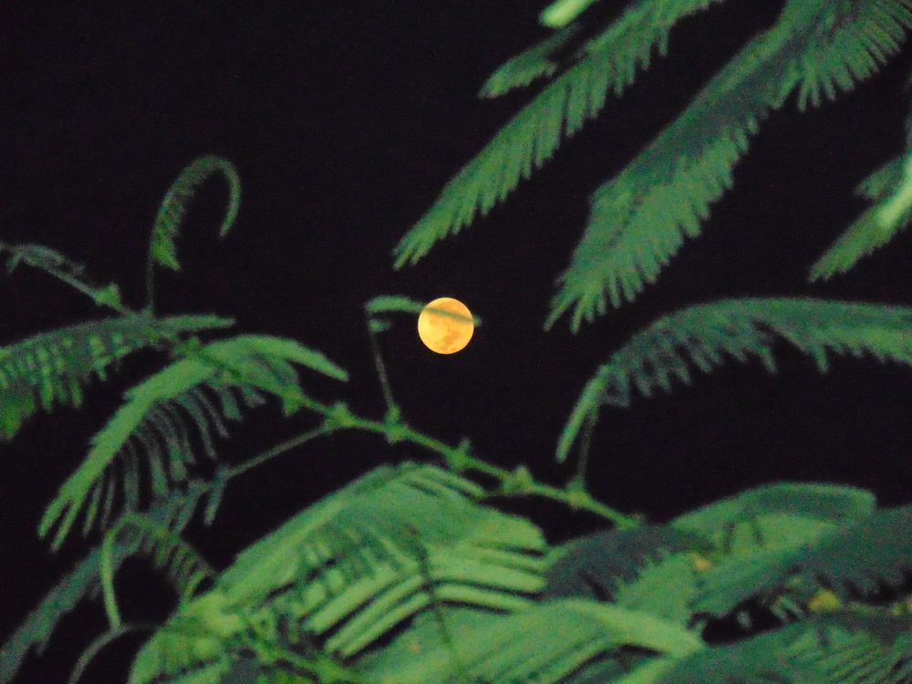 Photograph by Upendra Sharma