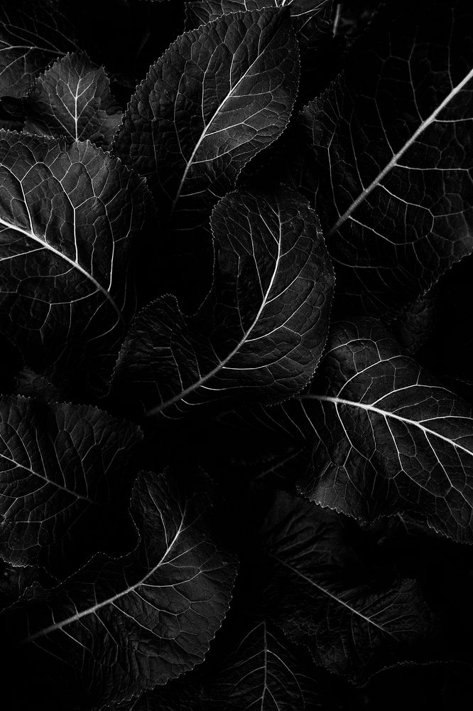 Photograph by Nika Peychev