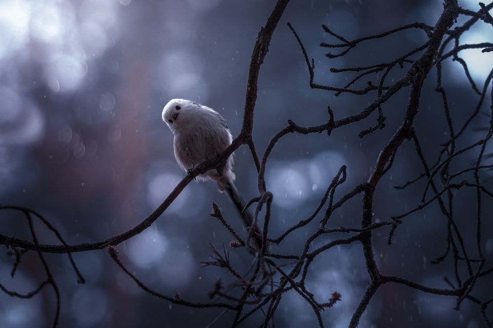 Photograph by Дмитрий Посевич