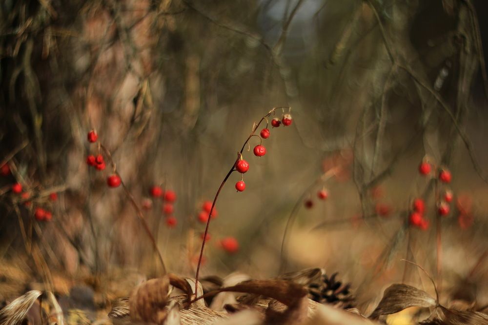 Photograph by Елена