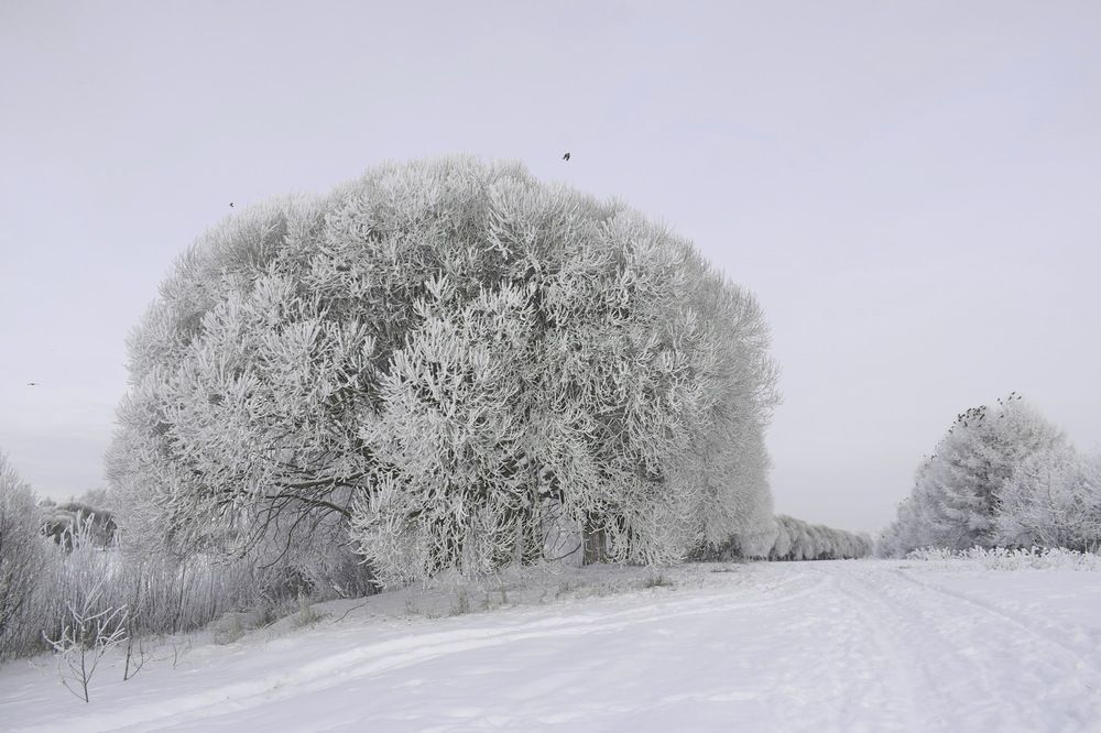 Photograph by Надежда Коновалова