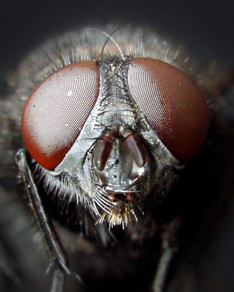 Фотография автора Олег Сенников