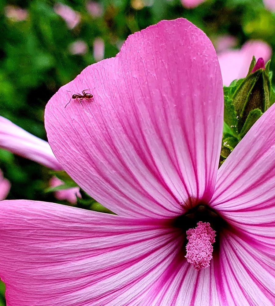 Photograph by Paulo Assis