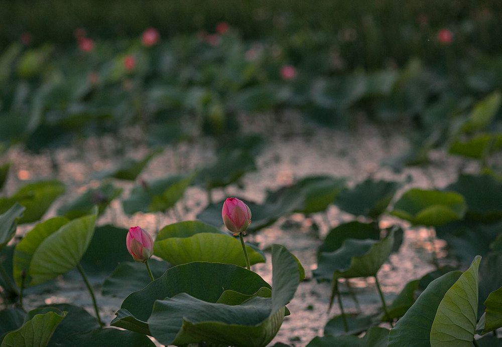 Photograph by Yulia Aslanova