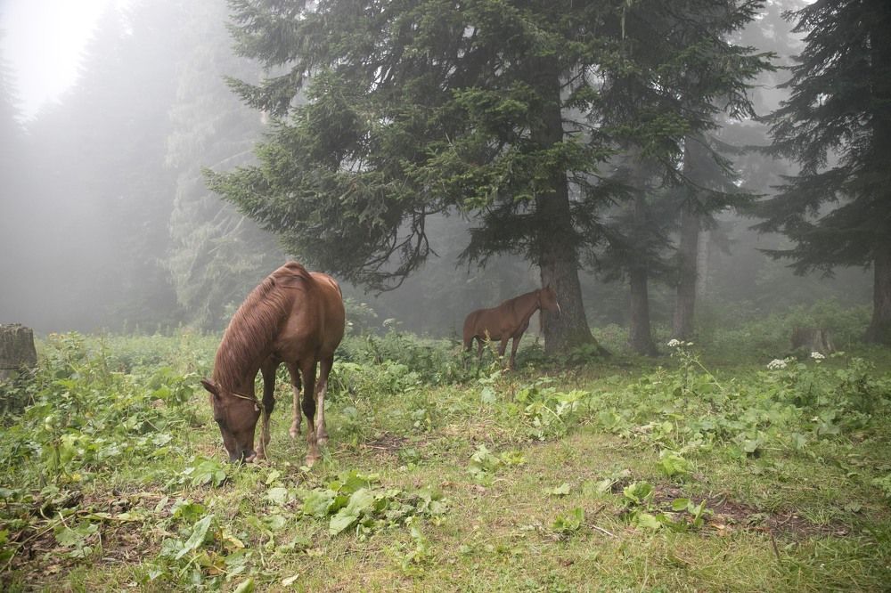 Photograph by Надя Джикурашвили