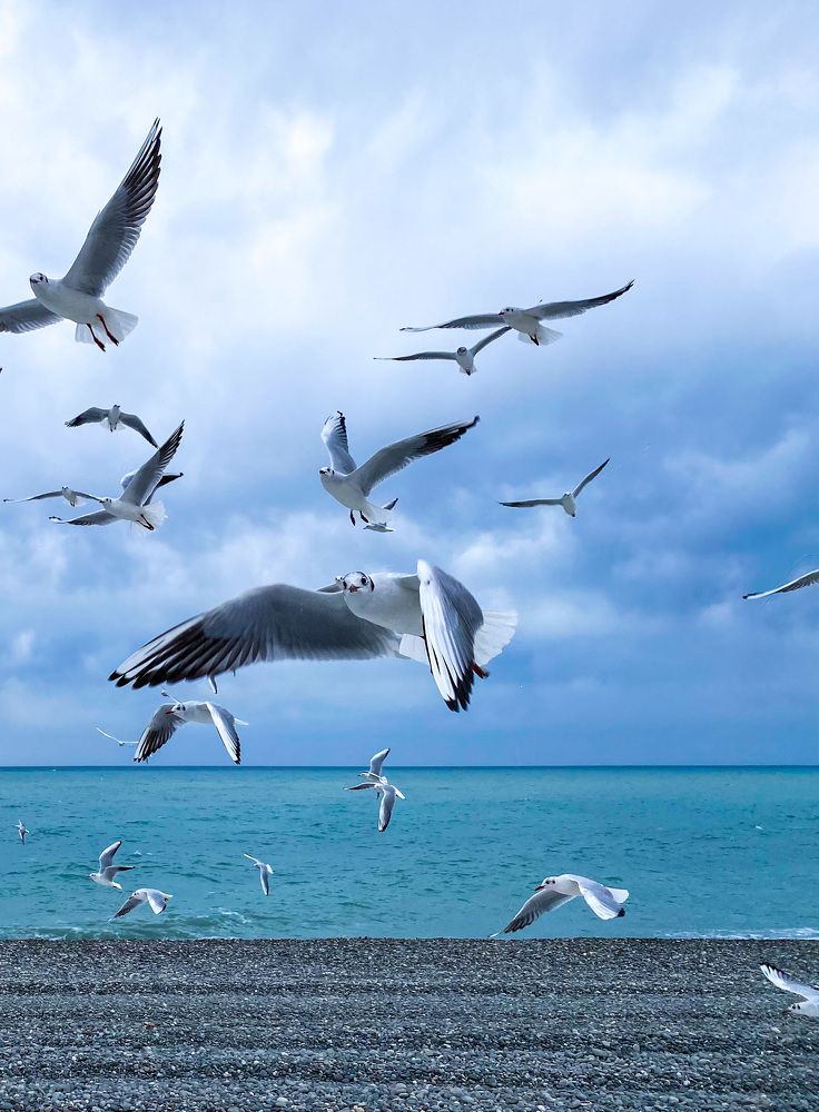 Рыболовки в полёте