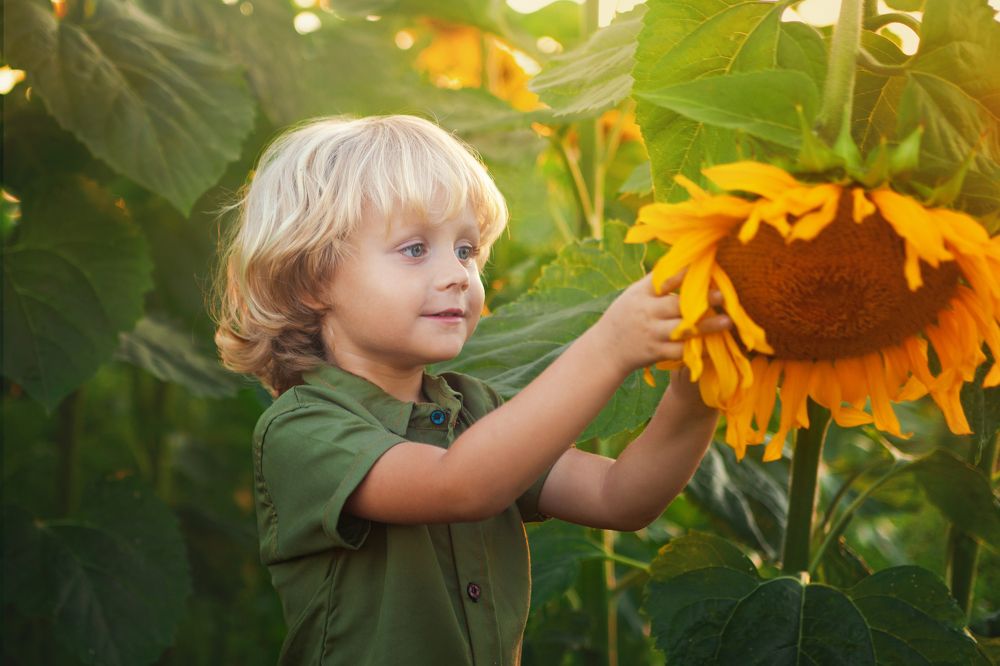 Два солнышка.
