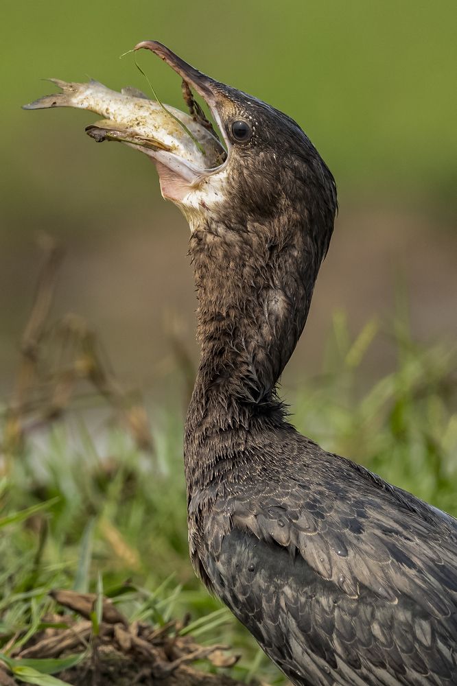 Photograph by Souvik Mukherjee