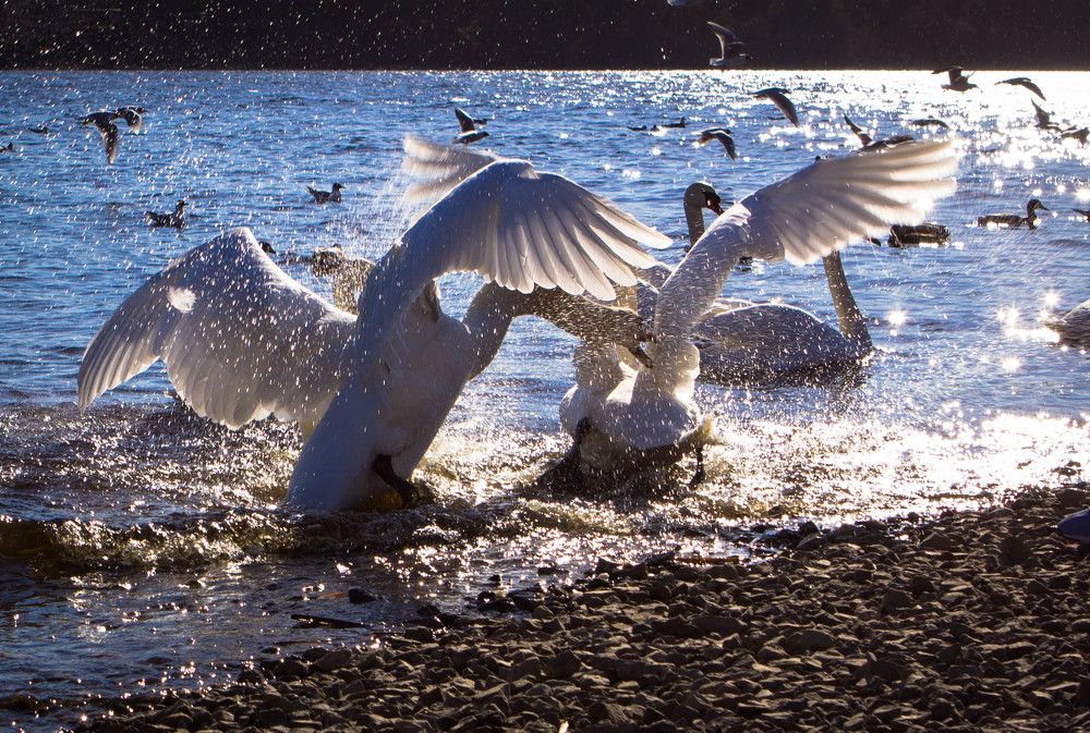 Photograph by Ольга Пилиповец