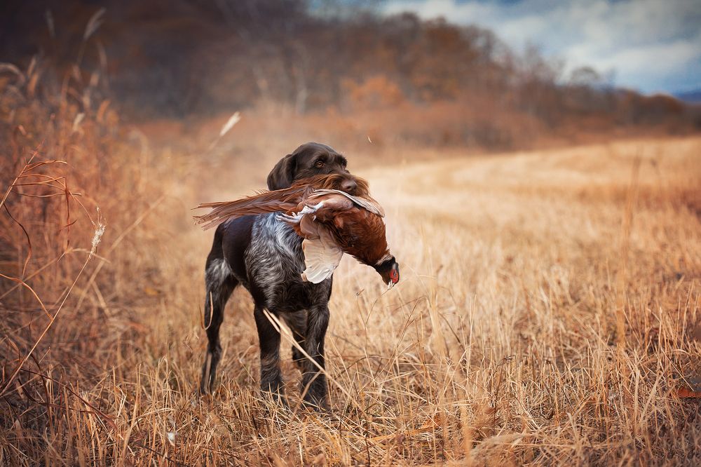 Охота на фазана