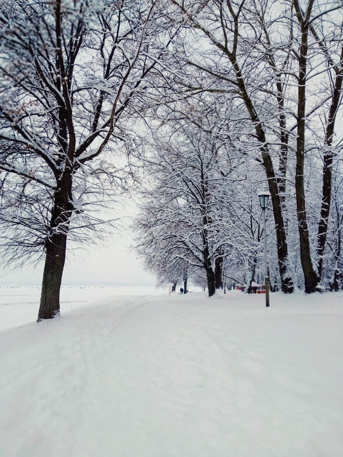 Снежность
