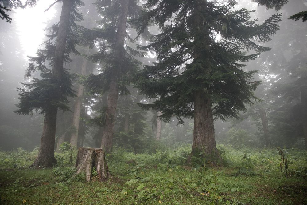 Photograph by Надя Джикурашвили