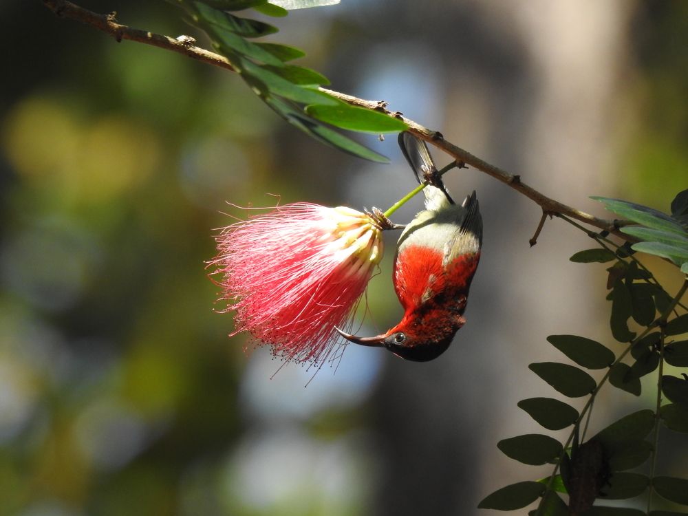 Crimson sunbird-Kanha National park